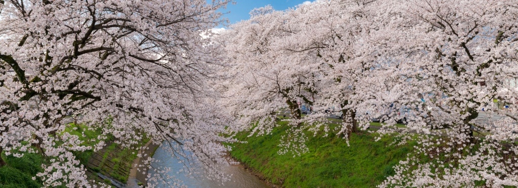 越前市-桜-吉野瀬川の桜13